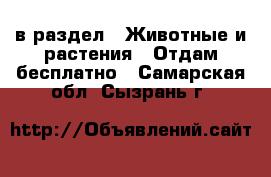  в раздел : Животные и растения » Отдам бесплатно . Самарская обл.,Сызрань г.